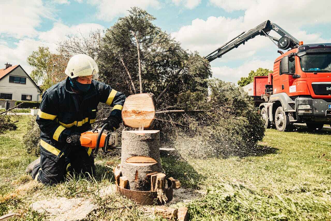 Professional Tree Service in Cumings, TX